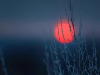 shadowred.webp