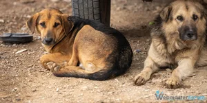 4 Nisan Dünya Sokak Hayvanları Günü Kutlu Olsun!