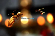 Panel Üzerinden Bing Webmaster Yapay Zeka Kontrolleri